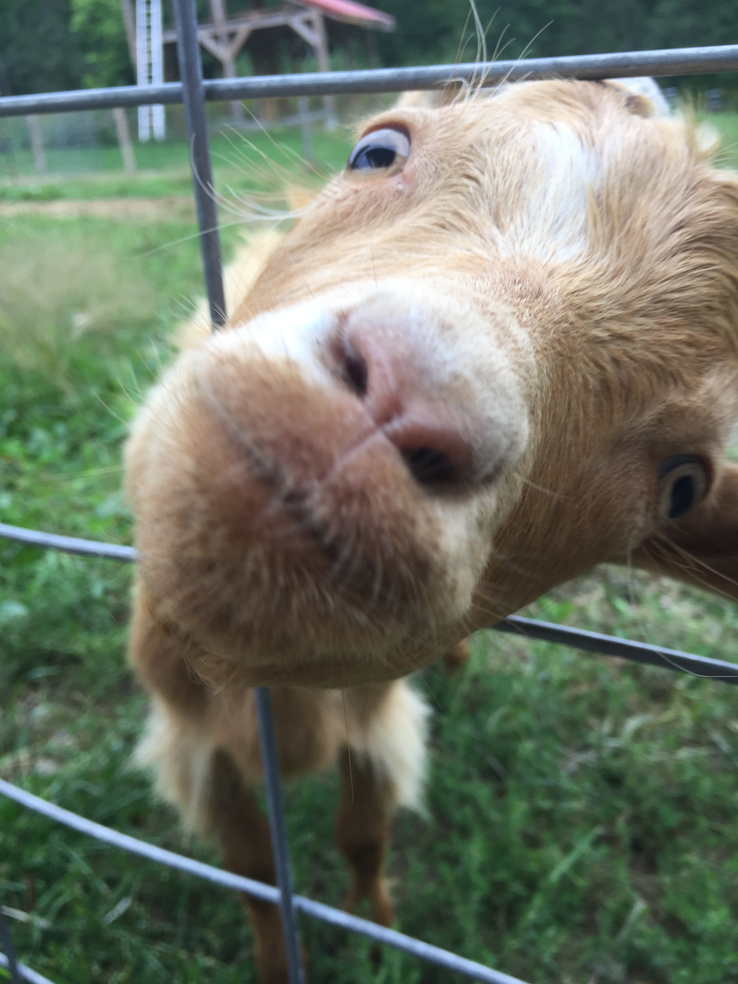 goat pokes his nose through a fence