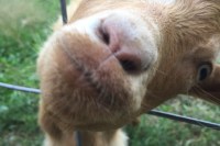 goat pokes his nose through a fence
