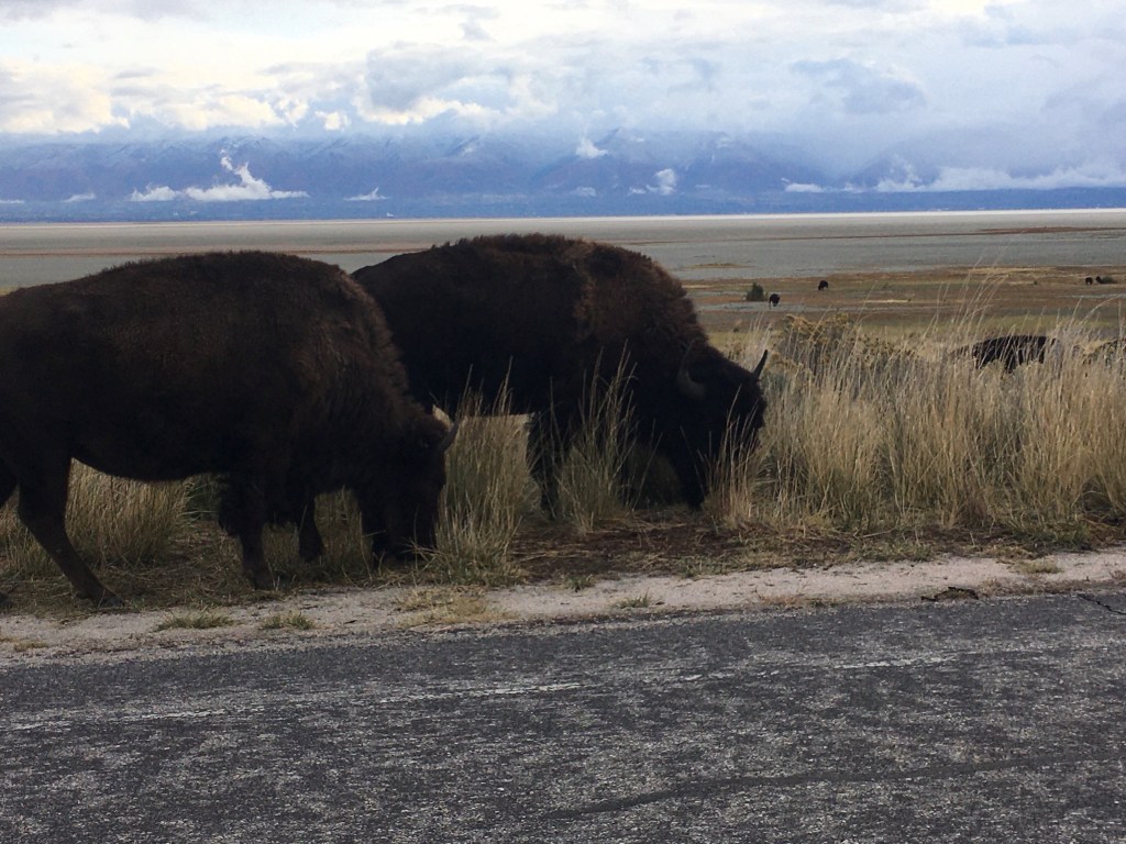 photo of two bison eating grass by the side of the road