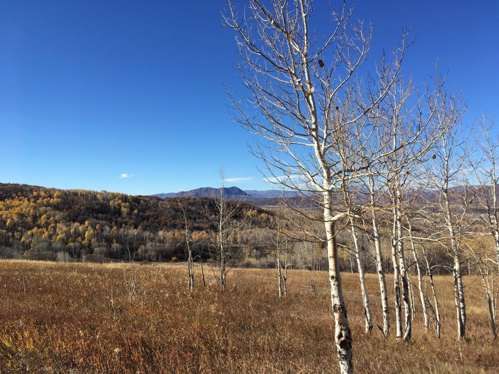 photo of a row of bare aspen trees in a field of dry grass with a mountain in the distance.