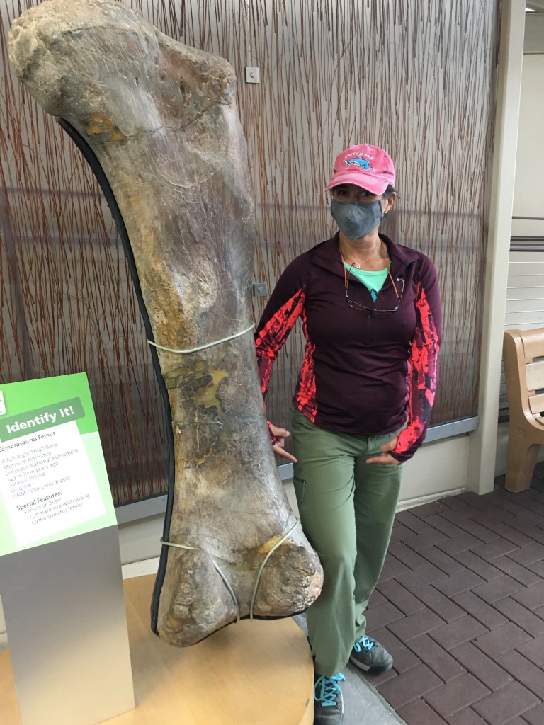 Photo of a 6-foot-tall dinosaur bone fossil with a woman next to it for comparison.