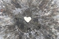 heart-shaped rock in the center of a weathered stump