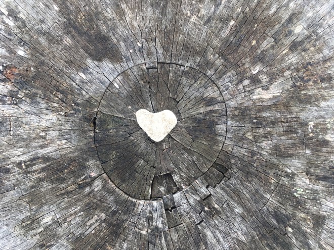 heart-shaped rock in the center of a weathered stump