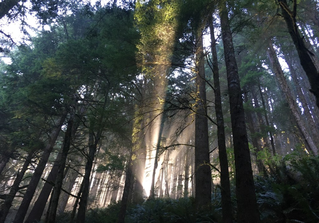 Sunlight streams through an old-growth pine tree forest.