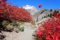 Red leaves and berries frame snow-capped Mount Hood against a bright blue sky.