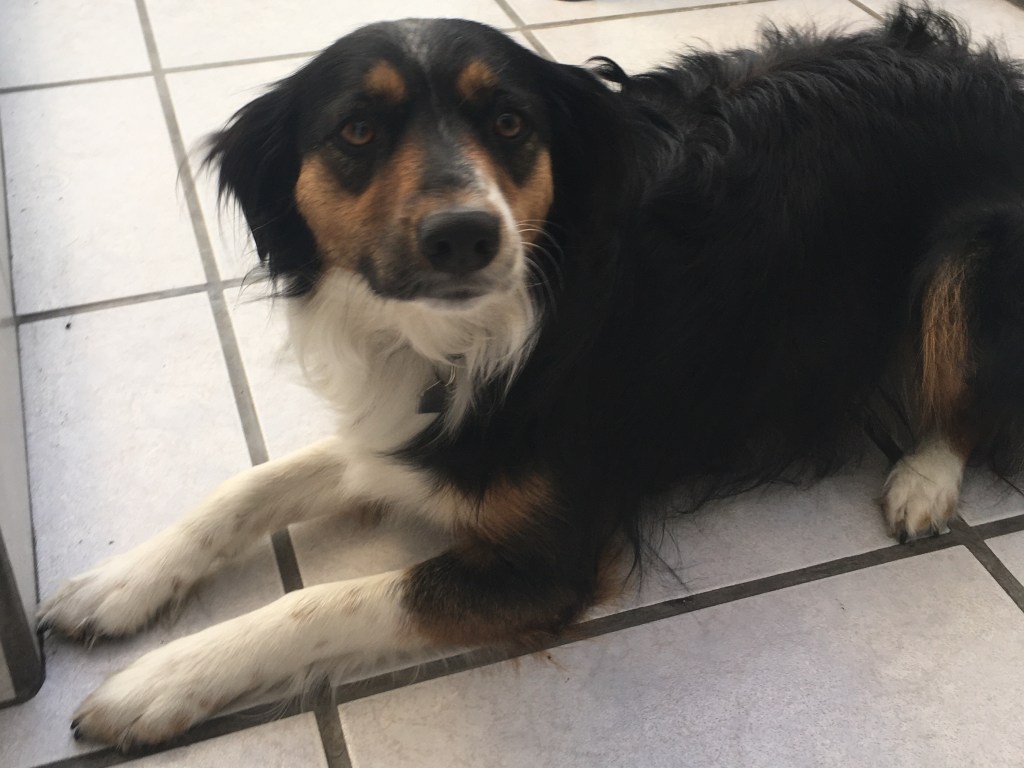Photo of a small brown and white dog