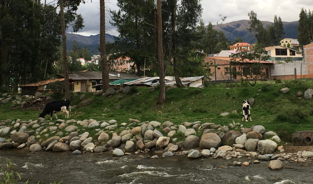 photo of cows grazing between a river and brick houses