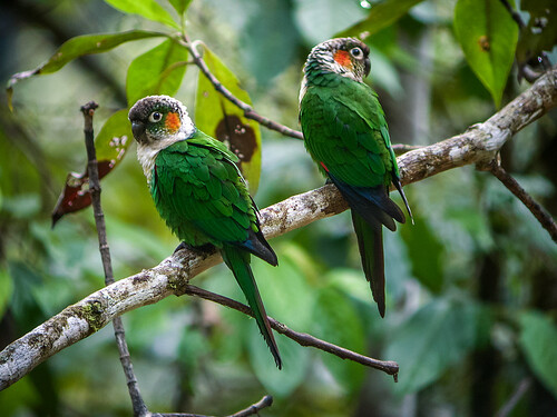 Photo of two green-backed parakeets with white and black heads and orange cheeks.
