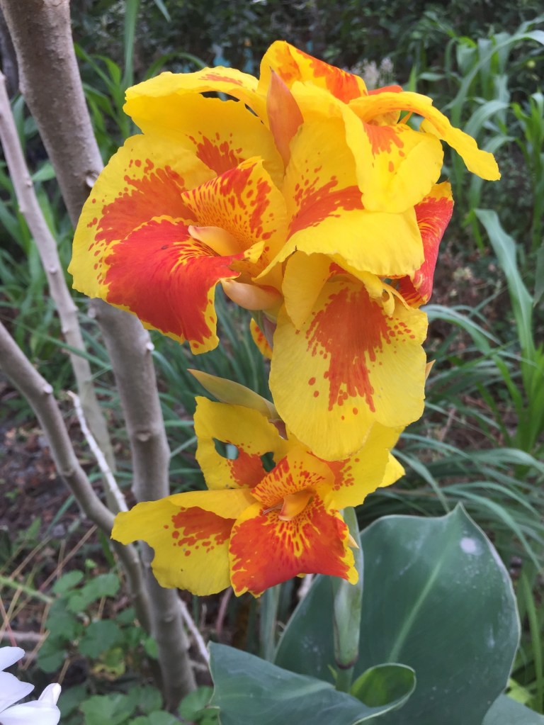 Close-up photo of bright yellow and orange blossoms