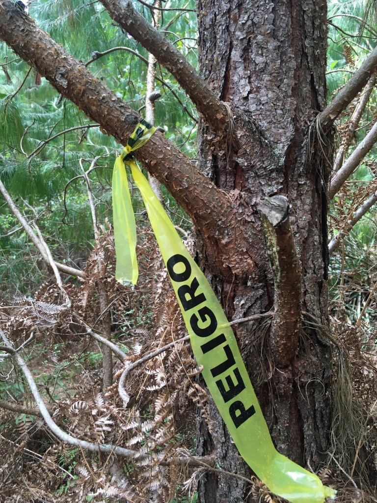 photo of yellow tape with black letters saying "PELIGRO" tied to a tree branch