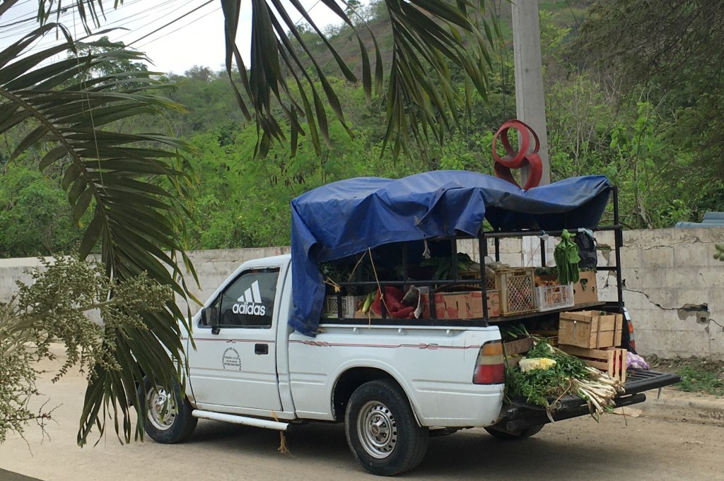 Photo of a white pickup truck with its bed filled with produce and covered by a blue tarp driving down a dirt road with palm trees on the side.