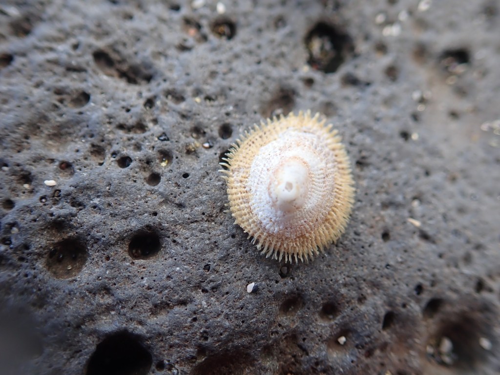 Close-up photo of a white and yellow barnacle, shaped like a cone with fanned-out legs on a black, pock-marked rock.