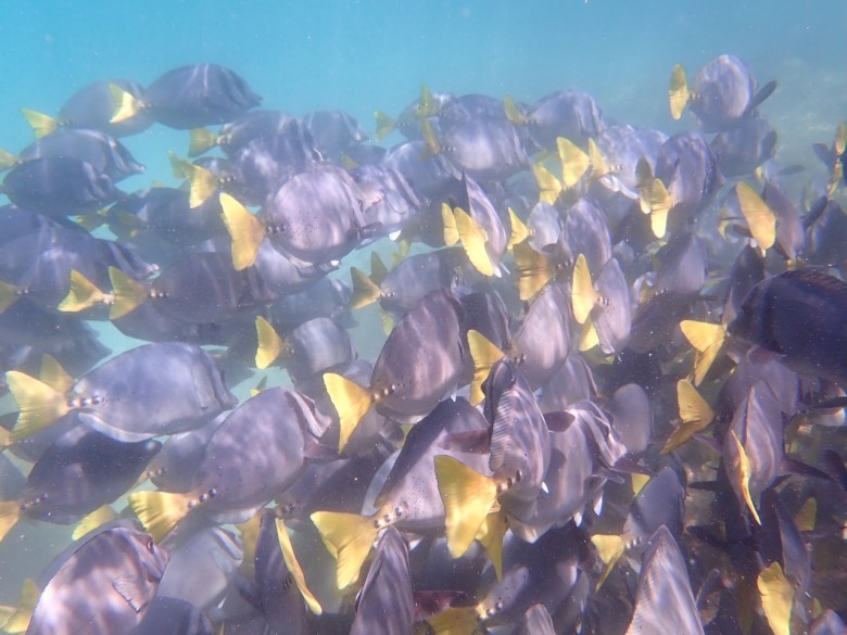 photo of a large school of gray-blue fish with yellow tails swimming left to right.