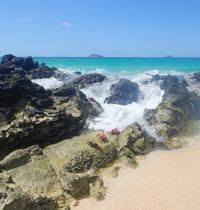 photo of teal ocean with two islands in the distance and a wave breaking over rocks in the foreground, about to rush over three red crabs.