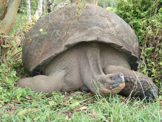photo of a large gray land tortoise looking warily at us from under his rounded shell