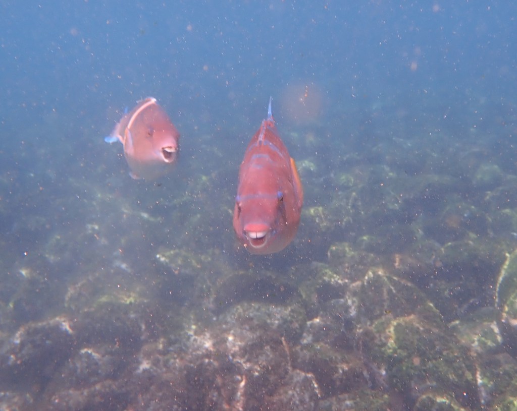 Underwater photo of two orange fish looking straight toward us, showing bright white, rounded teeth.