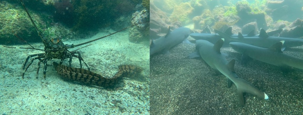 photo of six gray sharks with white-tipped tails and fins on the ocean floor.