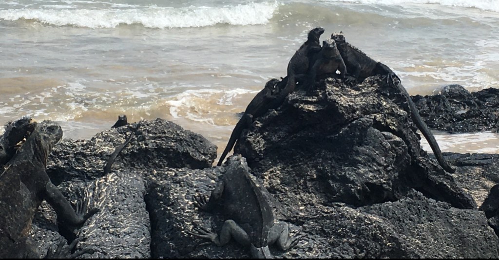 photo of three dark gray marine iguanas on a black rock with small waves in the background and two more iguanas on rocks in the foreground.