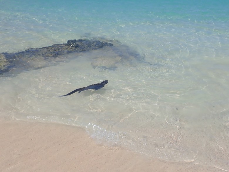 photo of dark gray swimming iguana slithering past rocks in clear water with a sandy bottom