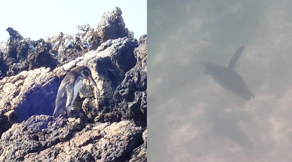 Two photos: a black and white penguin standing on craggy gray rocks; and the shadowy black back of a penguin with its wings flapping underwater.