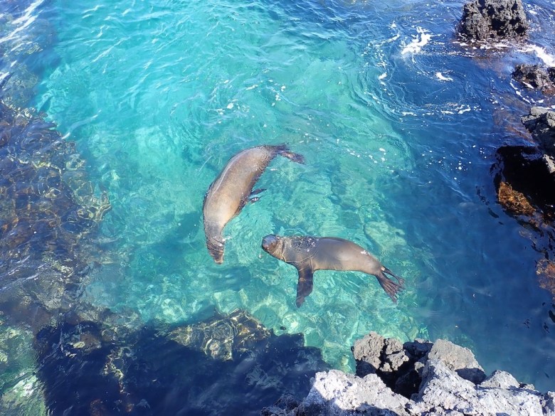 photo of two gray sea lions