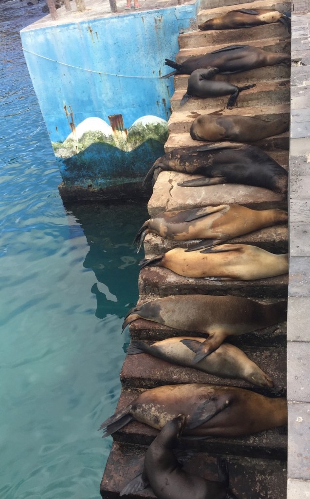 Photo of 11 sea lions, each on its own step of a staircase ascending from water.