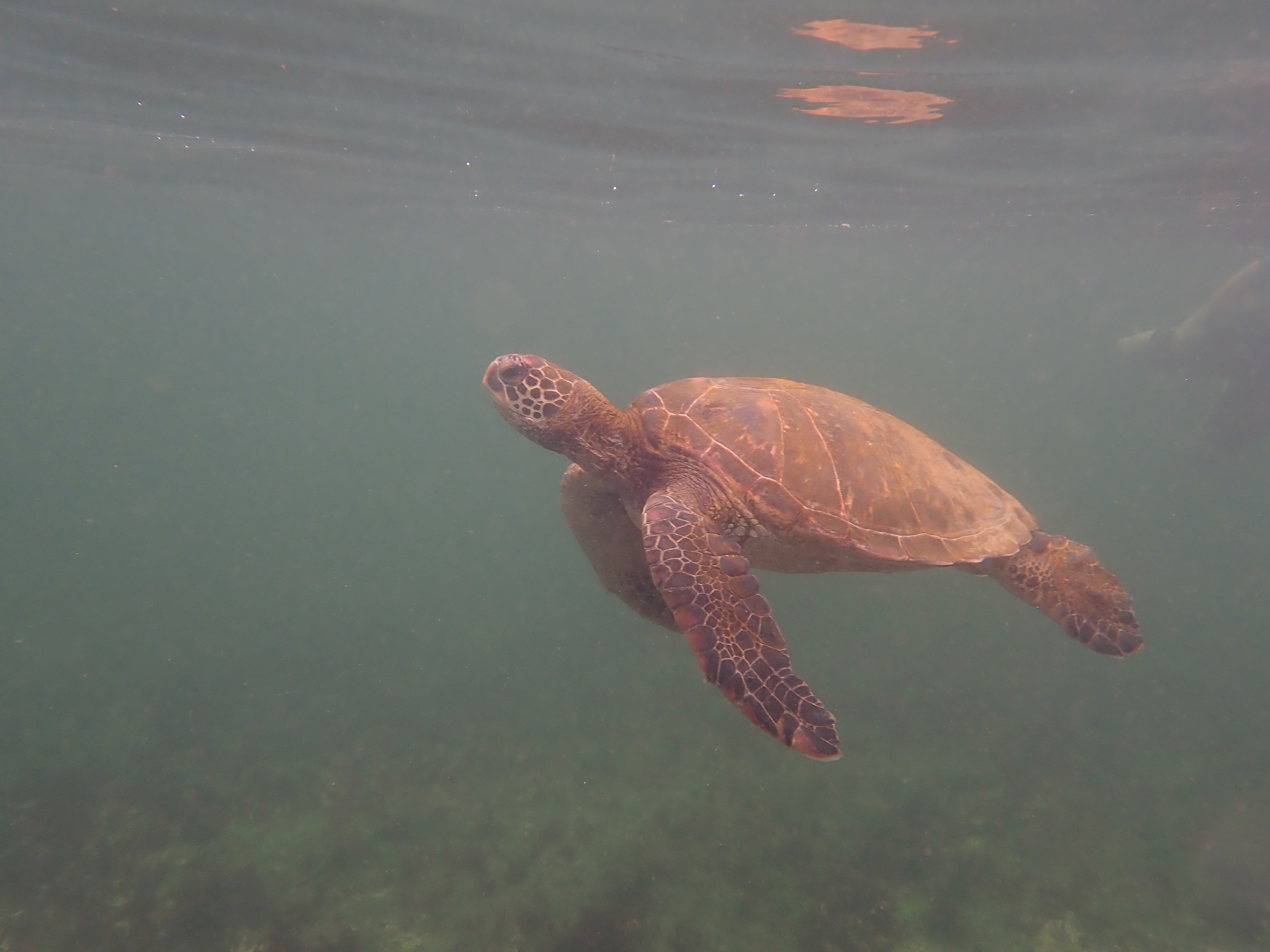 Photo of a brown, sunlit sea turtle swimming through green water.