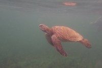 Photo of a brown, sunlit sea turtle swimming through green water.