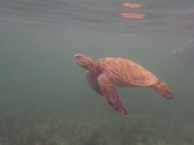 Photo of a brown, sunlit sea turtle swimming through green water.