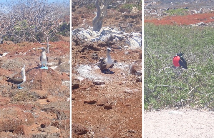 Three photos showing (left) two blue-footed white and gray birds, (center) one white and gray bird sitting gently on two eggs, and (right) a black bird with a fully inflated red pouch.