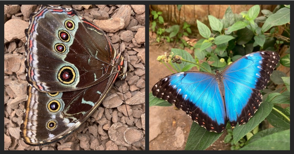 Photo on the left shows a brown butterfly with closed wings featuring 7 spots that look like eyes; photo on the right shows a butterfly with open wings that are bright blue with a brown and black fringe.