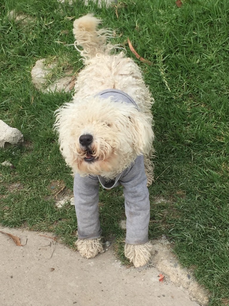 photo of a small fluffy white dog wearing a gray sweatshirt looking up and barking