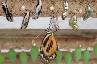 photo of an orange and black butterfly hanging from a silver chrysalis while other black-and-white and shiny silver and gold chrysalises hang above.