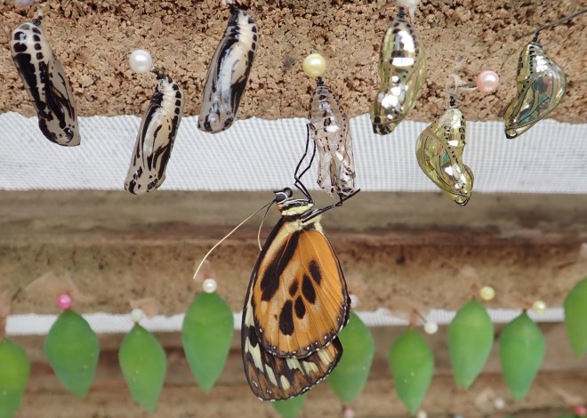 photo of an orange and black butterfly hanging from a silver chrysalis while other black-and-white and shiny silver and gold chrysalises hang above.