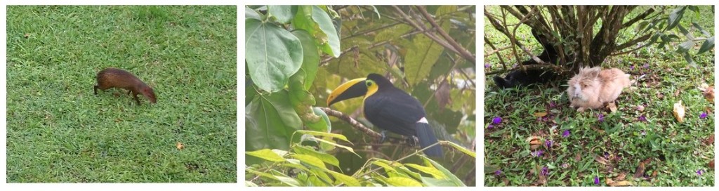 Three photos: on the left, a brown rodent with rounded butt, small ears, and pointed nose scurrying on green grass; in the middle a large black bird with a long black and yellow beak sitting on a leafy branch; on the right a light brown, fluffy animal with short ears and black button eyes.