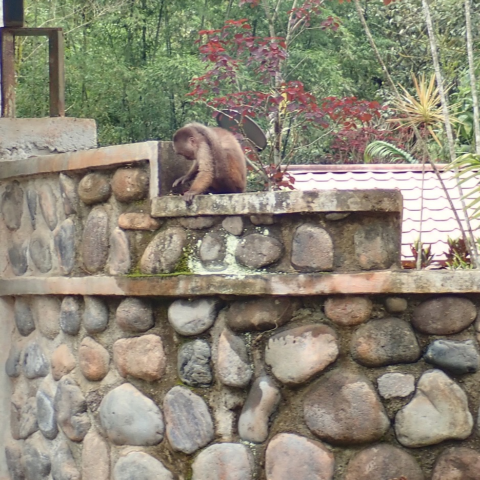 Photo of a brown, furry monkey sitting on a stone wall.