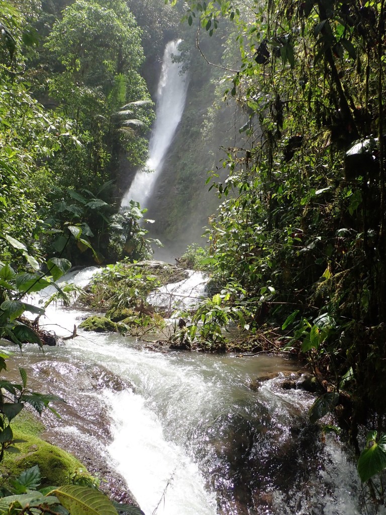 Photo of a tall, narrow, white waterfall in the background with a stream in the foreground rushing over rocks, surrounded by leafy green vines.