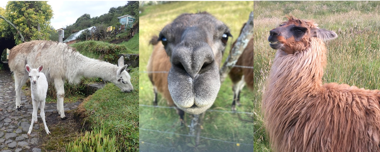 three photos of llamas (left to right): a white baby standing awkwardly on bent legs next to a mama grazing; the close-up nose and eyes of an adult, and an adult with shaggy brown fur baring its teeth
