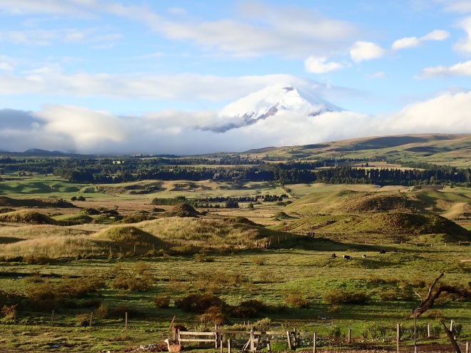 photo of a snow-capped peak rising above low-lying clouds. In front are rolling green fields, a fence, and grazing llamas.