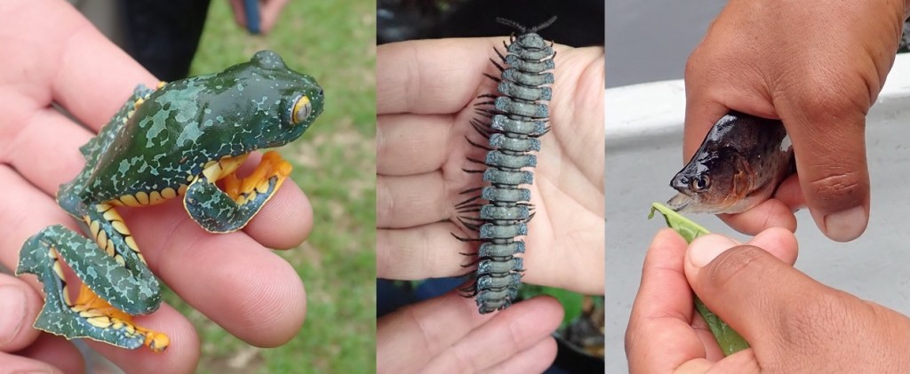 three photos (l-r): a bright green frog with yellow belly and feet on a human hand; a gray, armored millipede stretched across a human hand; and two hands gripping a small brown and white fish with its mouth open, revealing sharp teeth.