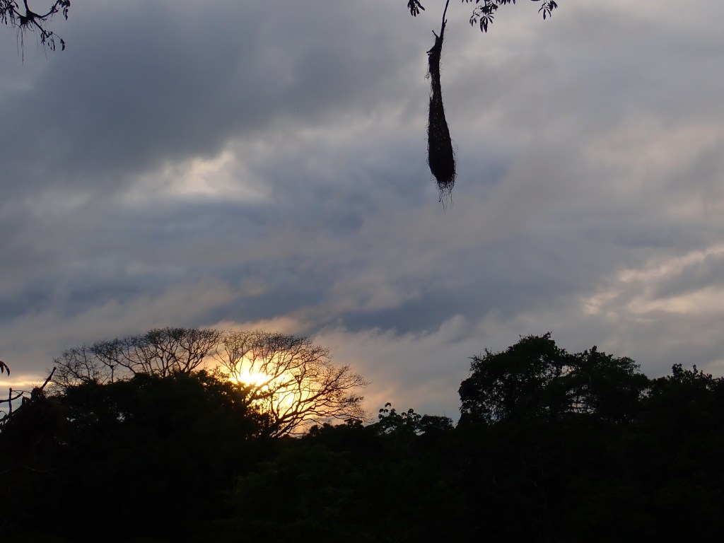 Photo of a hazy ball of sunlight amid a sky full of clouds, behind the wide, spreading, bare branches of a tree above other nearby trees. In the foreground hangs a nest shaped like a dangling ball of string.