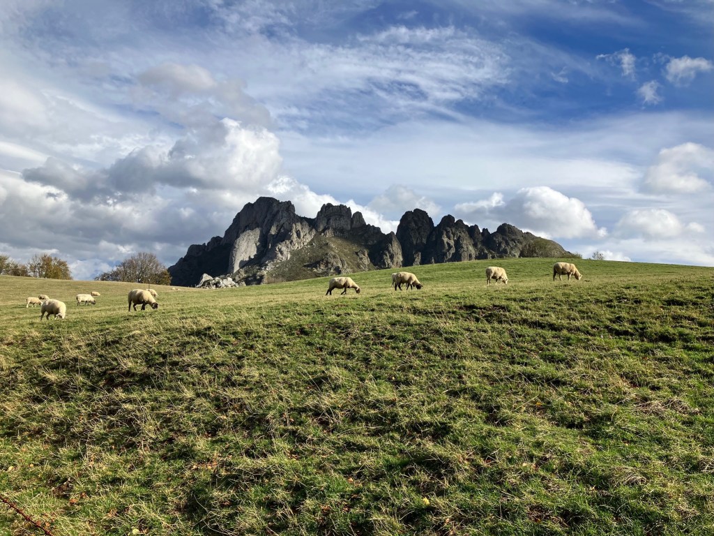 Photo of a wide green, grassy field with white sheep grazing and jagged gray rocky peaks in the background.
