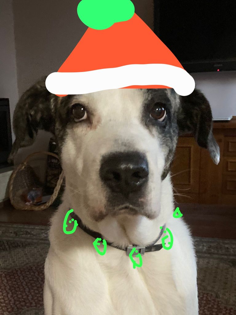 photo of a white-and-black dog with floppy ears, with a red and white Santa hat and collar with green Christmas lights drawn on top.