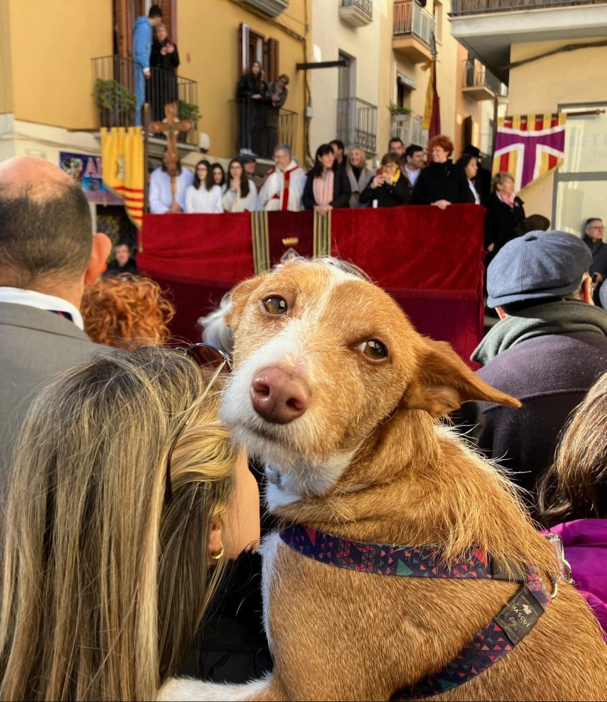 photo of a scruffy brown dog looking at the camera and raised on the shoulder of a blonde woman in a crowd that is looking toward a raised dais draped in red velvet with a priest and others standing on it