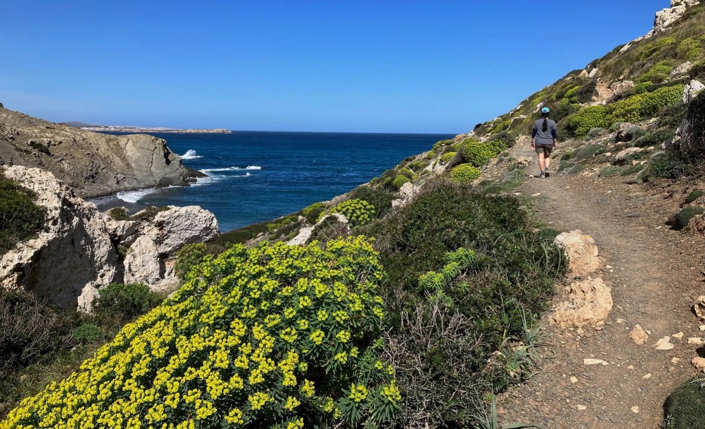 photo of yellow flowers in the foreground, beside a gray dirt path carved into a sloping hill, with a person up ahead walking on it, overlooking a rock cliff coastline