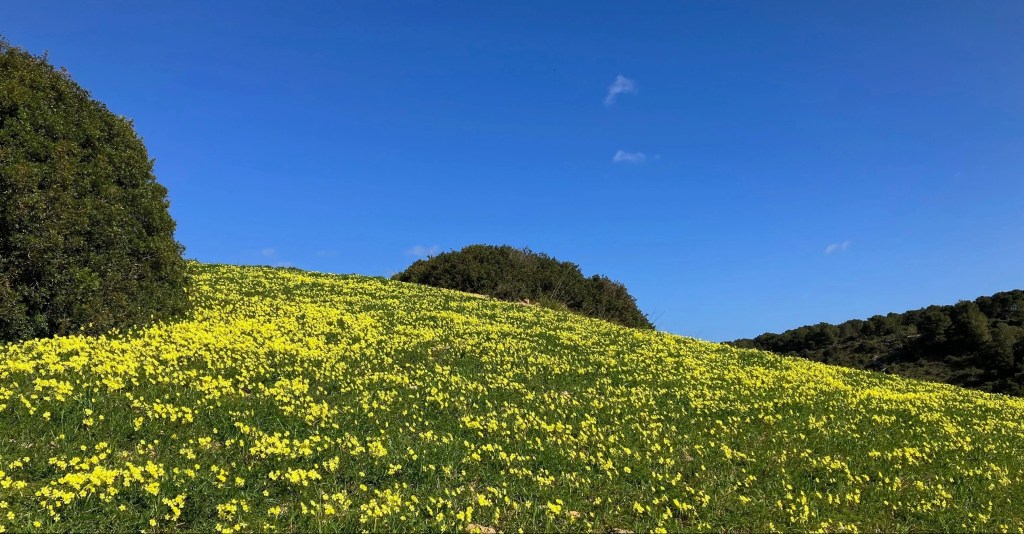 photo of a hill with fresh green grass and bright yellow flowers in front of a deep blue sky