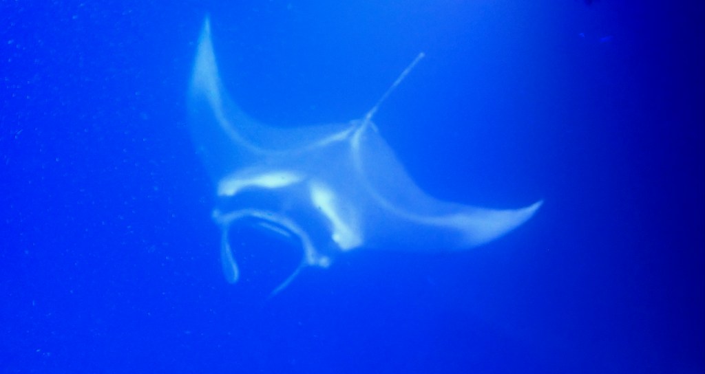 photo of a manta ray, with curved wings and an thin tail, wide mouth exposed in front, swimming through a deep blue scene