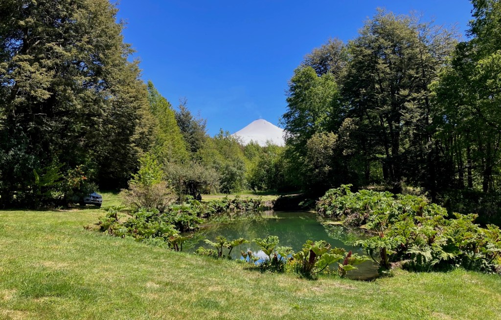 photo of green grass around a small duck pond ringed with leafy plants and trees, with a bright blue sky and snow-capped volcano behind.
