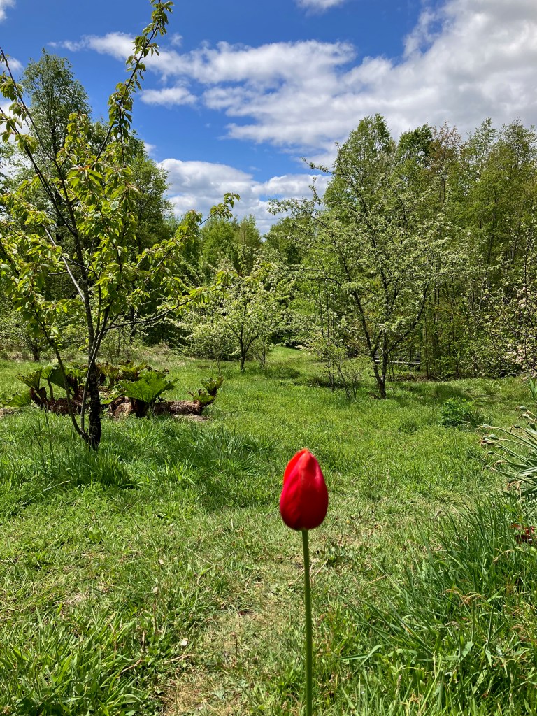 photo of a red tulip in the foreground, then behind it a grassy hill flanked by flowering apple trees, and a blue sky with white puffy clouds above