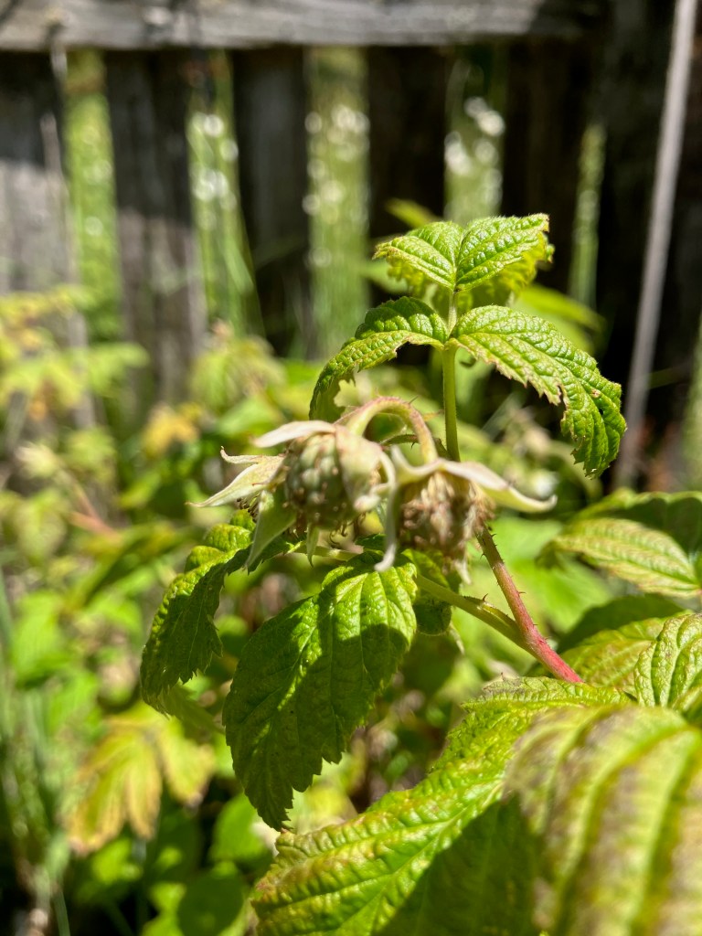 close-up photo of raspberry buds on a green and red vine